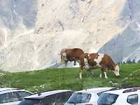 草, 山, 牛, 屋外 が含まれている画像

自動的に生成された説明