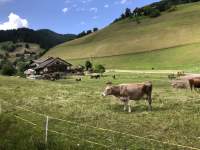 草, 牛, 屋外, 空 が含まれている画像

自動的に生成された説明