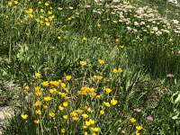 花, 草, 植物, 黄色 が含まれている画像

自動的に生成された説明