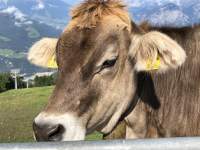牛, 動物, 哺乳動物, 草 が含まれている画像

自動的に生成された説明