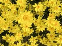 植物, 花, 黄色 が含まれている画像

自動的に生成された説明