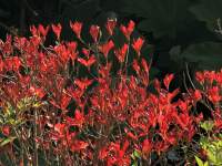 赤い花が咲いている植物

中程度の精度で自動的に生成された説明