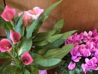 ピンクの花が咲いている植物

自動的に生成された説明