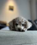 ソファーで寝ている犬

自動的に生成された説明