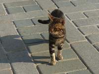 歩道に立っている猫

中程度の精度で自動的に生成された説明