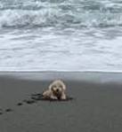 海に入る犬

自動的に生成された説明