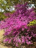 紫の花が咲いている木

自動的に生成された説明