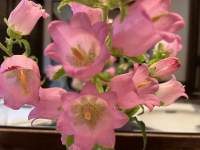 ピンクの花

中程度の精度で自動的に生成された説明