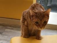 台の上に座っている猫

中程度の精度で自動的に生成された説明