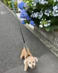 歩道に立っている犬

中程度の精度で自動的に生成された説明