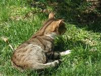 草の上にいる猫

自動的に生成された説明