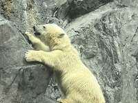 岩の上にいるクマ

自動的に生成された説明