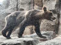 白いバックグラウンドの前に立っているクマ

中程度の精度で自動的に生成された説明
