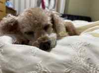 ベッドで寝ている犬

自動的に生成された説明