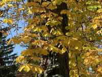 木, 工場, 花 が含まれている画像
AI 生成コンテンツは誤りを含む可能性があります。