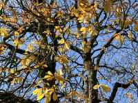 木の枝
AI 生成コンテンツは誤りを含む可能性があります。