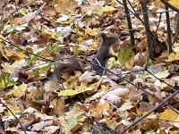 草の上に並んでいるリス
AI 生成コンテンツは誤りを含む可能性があります。