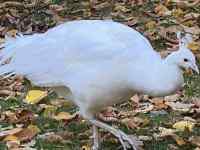 草を食べている鳥
AI 生成コンテンツは誤りを含む可能性があります。