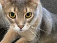 猫の顔
AI 生成コンテンツは誤りを含む可能性があります。