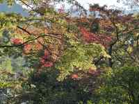 緑の木々
AI 生成コンテンツは誤りを含む可能性があります。