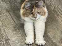 obNOEh̑OɗĂL

AI Rec͌܂މ\܂B