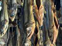 ウマ, 工場, 屋外, 木 が含まれている画像
AI 生成コンテンツは誤りを含む可能性があります。