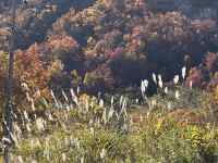 草の上にある数種類の木
AI 生成コンテンツは誤りを含む可能性があります。