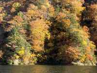 木々の間を流れる川
AI 生成コンテンツは誤りを含む可能性があります。