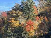 緑の木々
AI 生成コンテンツは誤りを含む可能性があります。