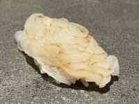 動物, 食品 が含まれている画像
AI 生成コンテンツは誤りを含む可能性があります。