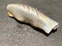 動物, 魚, 立つ が含まれている画像
AI 生成コンテンツは誤りを含む可能性があります。