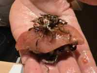 動物, 虫, テーブル, 座る が含まれている画像
AI 生成コンテンツは誤りを含む可能性があります。