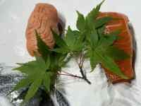 食品 が含まれている画像
AI 生成コンテンツは誤りを含む可能性があります。