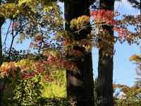 複数の木
AI 生成コンテンツは誤りを含む可能性があります。