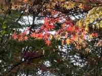 木の枝に咲いている花
AI 生成コンテンツは誤りを含む可能性があります。