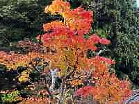 花が咲いている木
AI 生成コンテンツは誤りを含む可能性があります。