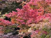 ピンクの花が咲いている木
AI 生成コンテンツは誤りを含む可能性があります。