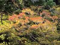 草が生えている木
AI 生成コンテンツは誤りを含む可能性があります。