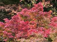 ピンクの花が咲いている木
AI 生成コンテンツは誤りを含む可能性があります。