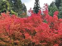 森に植えている木
AI 生成コンテンツは誤りを含む可能性があります。