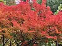 花が咲いている木
AI 生成コンテンツは誤りを含む可能性があります。