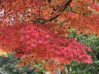 花が咲いている木
AI 生成コンテンツは誤りを含む可能性があります。