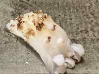 屋外, 横たわる, 座る, 食品 が含まれている画像
AI 生成コンテンツは誤りを含む可能性があります。