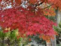 ピンク色の花が咲いている木
AI 生成コンテンツは誤りを含む可能性があります。