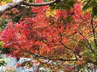 木の枝に咲いている花
AI 生成コンテンツは誤りを含む可能性があります。