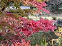 花が咲いている木
AI 生成コンテンツは誤りを含む可能性があります。