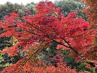 木の枝で植えている植物
AI 生成コンテンツは誤りを含む可能性があります。