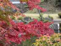 花が咲いている木
AI 生成コンテンツは誤りを含む可能性があります。