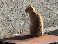 動物, 哺乳類, 屋外, 座る が含まれている画像
AI 生成コンテンツは誤りを含む可能性があります。