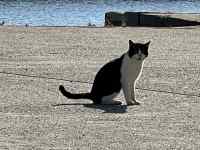 砂浜に立っている猫
AI 生成コンテンツは誤りを含む可能性があります。